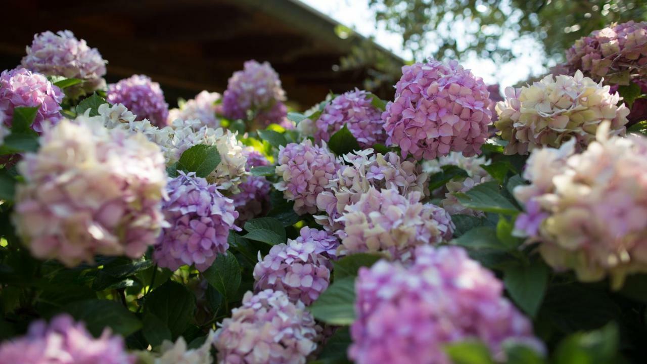 B&B Il Dosso คอร์เตฟรังกา ภายนอก รูปภาพ